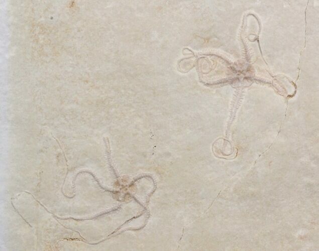 Ophiopetra Brittle Star Fossils - Solnhofen #40610